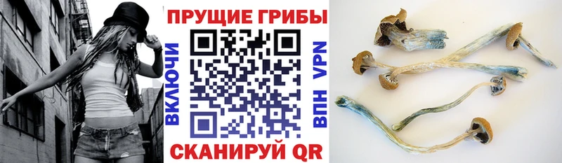 Галлюциногенные грибы мицелий  купить наркотики сайты  Горно-Алтайск 