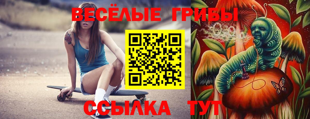 Галлюциногенные грибы Psilocybine cubensis Горно-Алтайск
